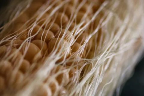 Corn cob young macro Stock Photos