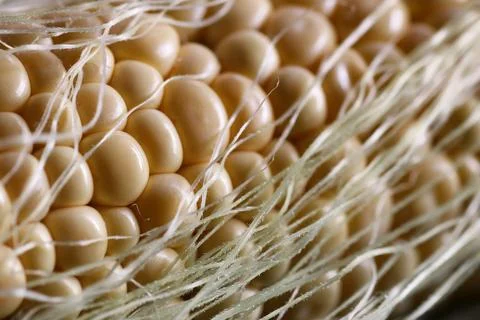 Corn cob young macro Stock Photos