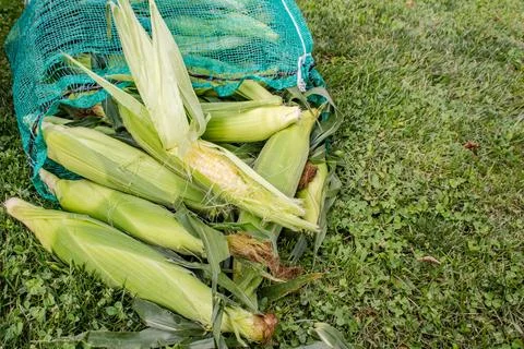 Corn on the cobb in a big bag Stock Photos