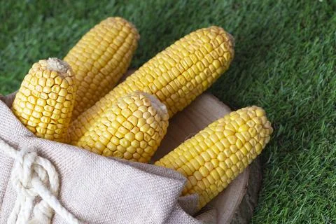 Corn cobs after harvesting in a burlap sack top view background green grass. Stock Photos