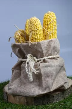 Corn cobs after harvesting in a burlap sack background white top view Stock Photos