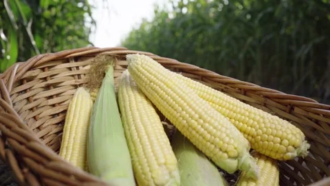 Corn cobs in a basket Stock Footage 143256134