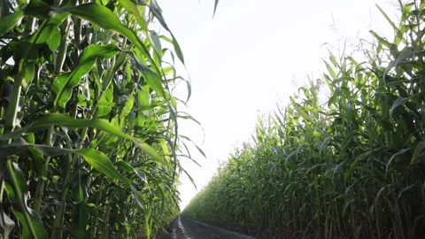 Corn cobs in a basket Stock Footage 143256988
