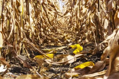 Corn cobs between rows Stock Photos