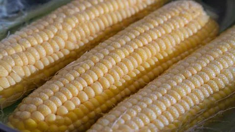 Corn cobs boiled in a close-up pot Stock Photos