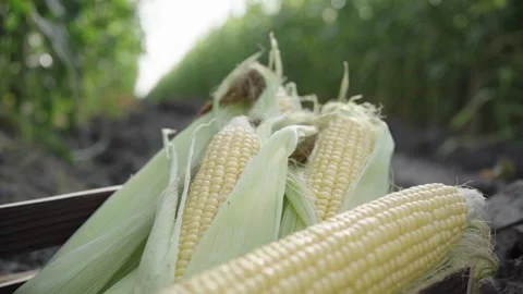 Corn cobs in a box Stock Footage 151170939