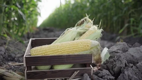 Corn cobs in a box Stock Footage 151171020