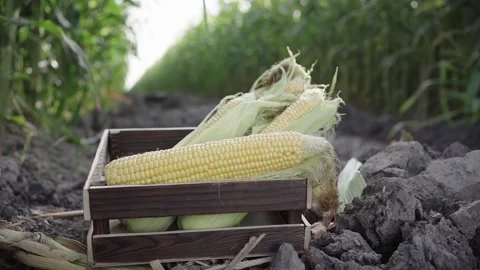Corn cobs in a box Stock Footage 151203740
