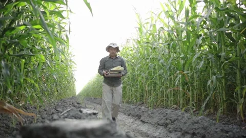 Corn cobs in a box in the hands of a farmer Stock Footage 151171312