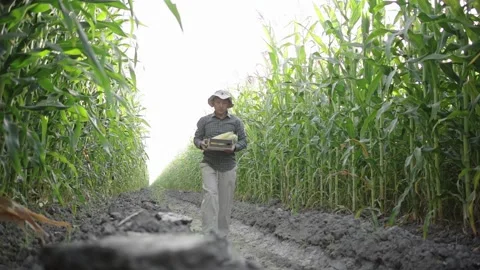 Corn cobs in a box in the hands of a farmer Stock Footage 151203946
