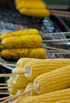 Corn cobs on the charcoal grill Stock Photos