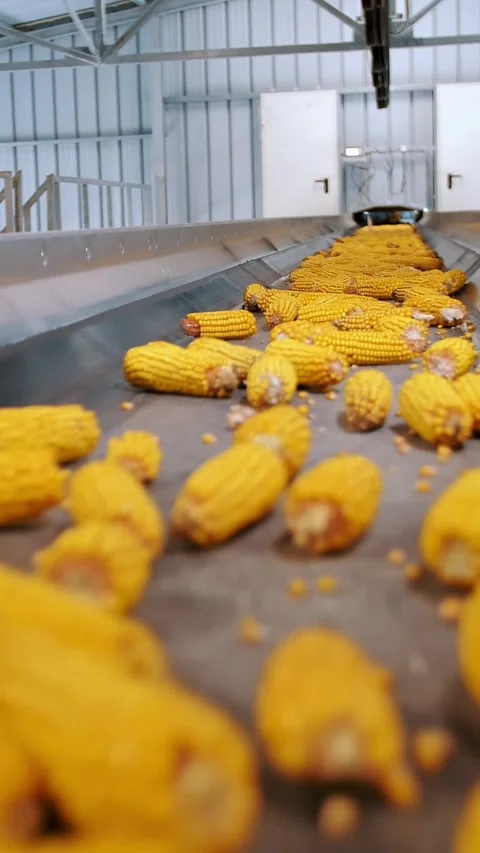 Corn cobs. close-up. corn seeds production. Corn processing factory. an Stock Footage 311992910