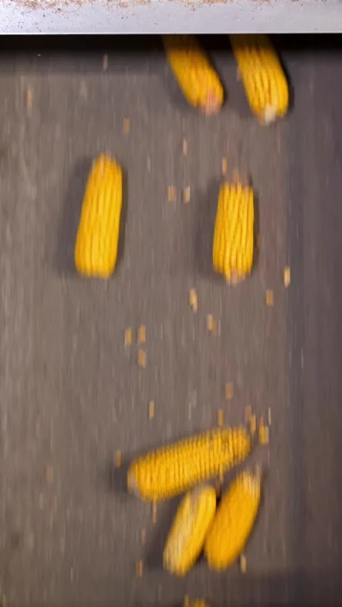 Corn cobs. close-up. corn seeds production. Corn processing factory. an Stock Footage 311993952
