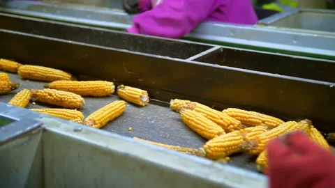 Corn cobs on conveyor belt. close-up. de-foliated corn cobs are moving on Stock Footage 165847220