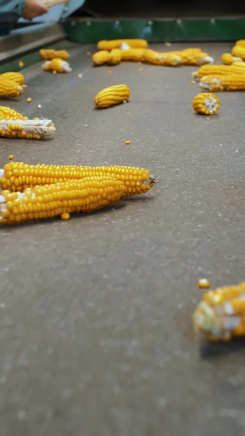 Corn cobs on conveyor belt. close-up. de-foliated corn cobs are moving on Stock Footage 310183485