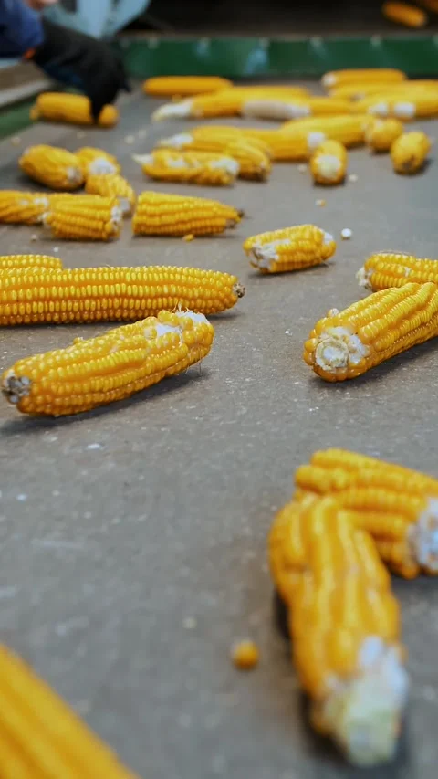 Corn cobs on conveyor belt. close-up. de-foliated corn cobs are moving on Stock Footage 313239583