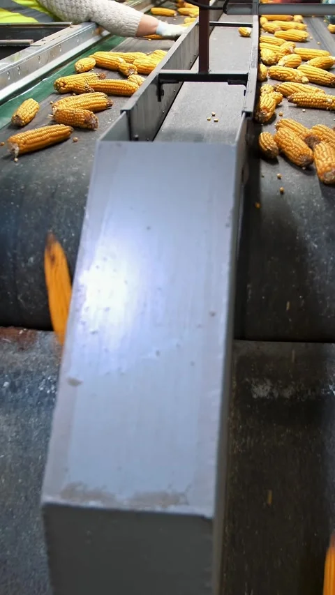 Corn cobs on conveyor belt. close-up. de-foliated corn cobs are moving on Vídeos de archivo 314112607