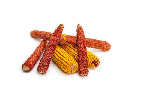 Corn cobs on corn Stock Photos