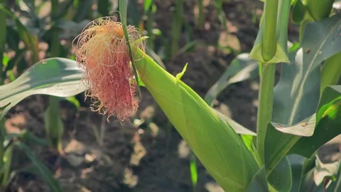 Corn cobs in corn plantation field. Stock Footage 304942224