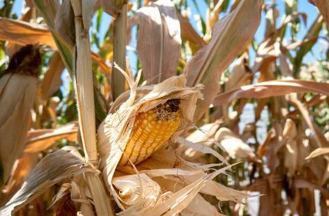 Corn cobs in corn plantation field. Stock Photos