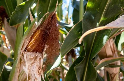 Corn cobs in corn plantation field. Stock Photos