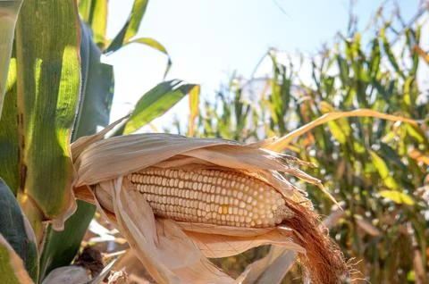 Corn cobs in corn plantation field. Foto stock