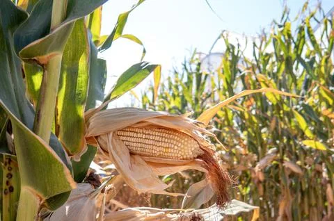 Corn cobs in corn plantation field. Foto stock