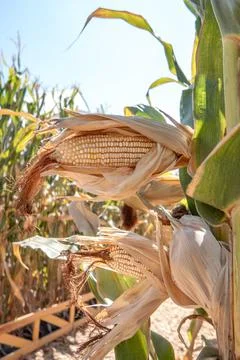 Corn cobs in corn plantation field. Stock Photos