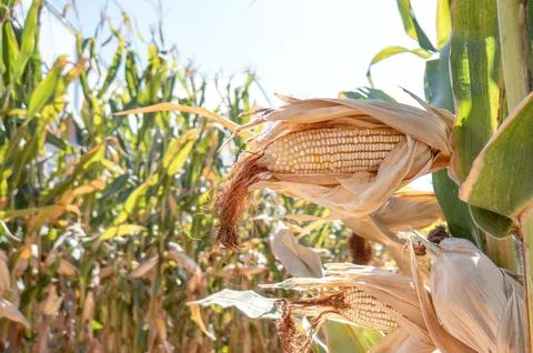 Corn cobs in corn plantation field. 스톡 사진