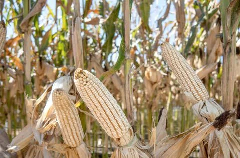 Corn cobs in corn plantation field. Stock Photos
