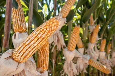 Corn cobs in corn plantation field. Foto stock