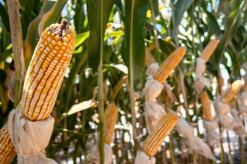 Corn cobs in corn plantation field. Stock Photos