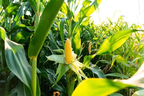 Corn cobs in corn plantation field. Beautiful organic corn field. Stock Photos