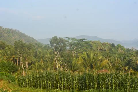 Corn cobs in corn plantation field. in tropical Asia Stock Photos