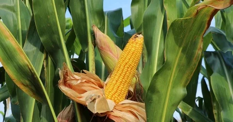 Corn cobs on cornfield 库存影片 72995271