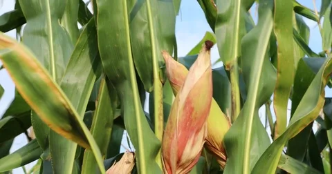 Corn cobs on the cornfield 库存影片 72996853