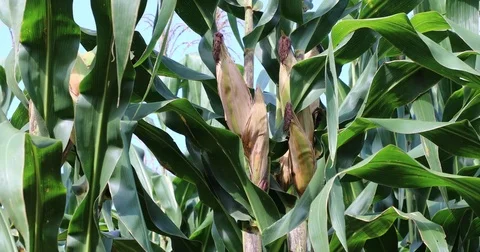 Corn cobs on the cornfield plantation 库存影片 72997056
