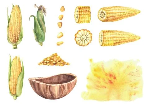 Corn cobs cut and whole, kernels and wooden bowl. Hand painted watercolor b.. Illustrazione stock