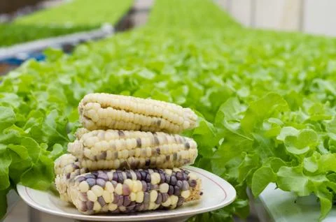 Corn cobs on the dish on green hydroponic vegetable farm background Stock Photos