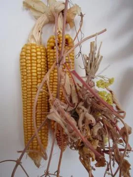 Corn cobs with dry grass hang on the white wall Stock Photos