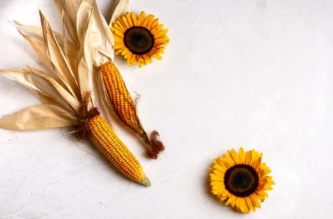 Corn cobs with dry, wilted maize leaves Stock Photos