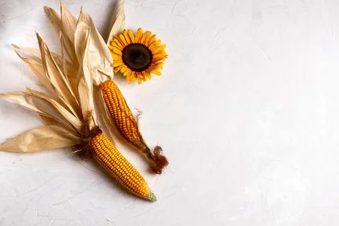 Corn cobs with dry, wilted maize leaves Foto stock
