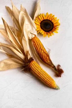 Corn cobs with dry, wilted maize leaves Foto stock