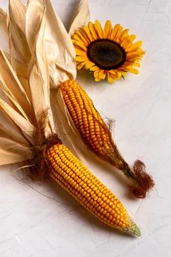 Corn cobs with dry, wilted maize leaves Stock Photos