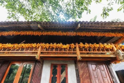 Corn cobs drying in Sapa Stock Photos
