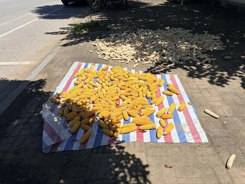 Corn Cobs Drying on a Street Sidewalk in Sunlight Stock Photos