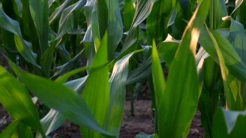 Corn cobs field, close up green leaves at sunset. Agricolture. Tilt 4K 库存影片 277418090