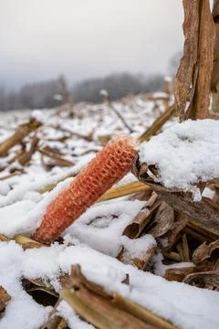 Corn cobs in a field with snow. Stock Photos