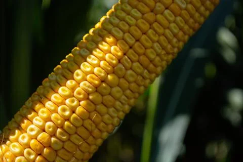Corn cobs in a field stuffed with grains Stock Photos