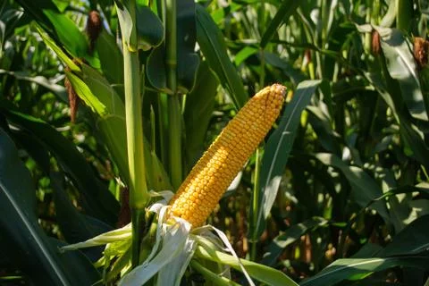 Corn cobs in a field stuffed with grains Stock-Fotos